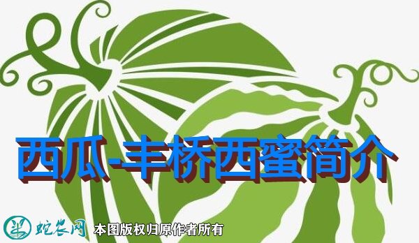 西瓜新品种:丰桥西蜜简介
