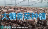 大棚香菇种植、大棚香菇种植技术大全