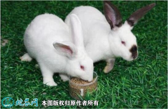关于兔子养殖图2