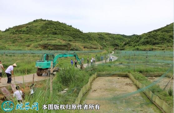 牛蛙养殖场地建设图片