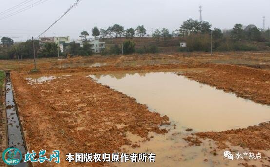 牛蛙养殖场地建设图片2
