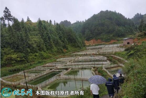 牛蛙养殖场地建设图片2