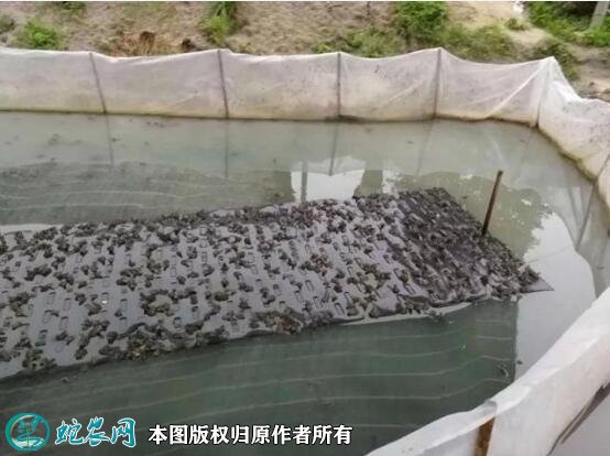 牛蛙养殖场地建设图片4