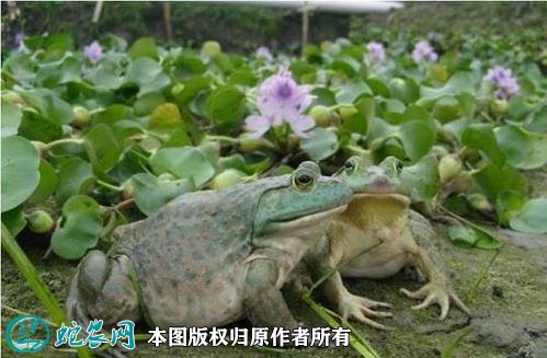 牛蛙养殖场地建设图片5