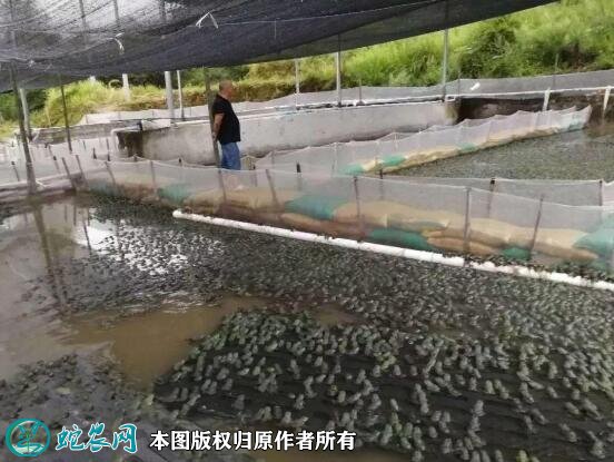 牛蛙养殖场地建设图片6