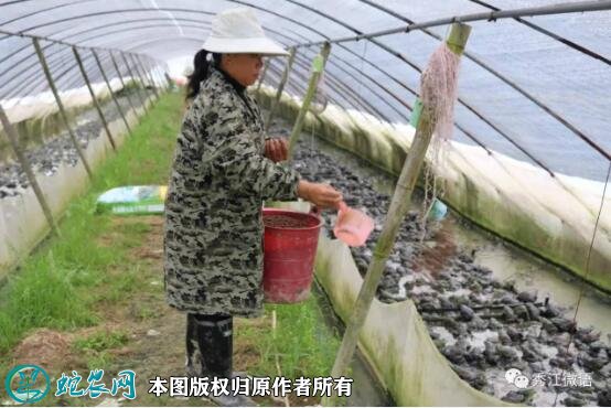 牛蛙养殖场地建设图片8