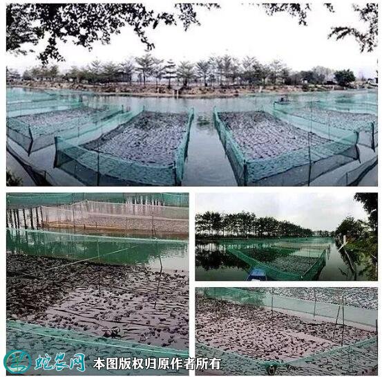 牛蛙养殖场地建设图片9