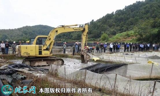 牛蛙养殖场地建设图片11