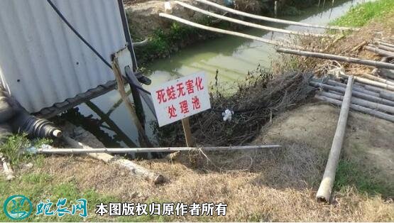 牛蛙养殖场地建设图片12