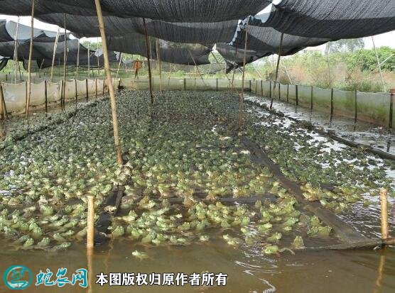 牛蛙养殖场地建设图1