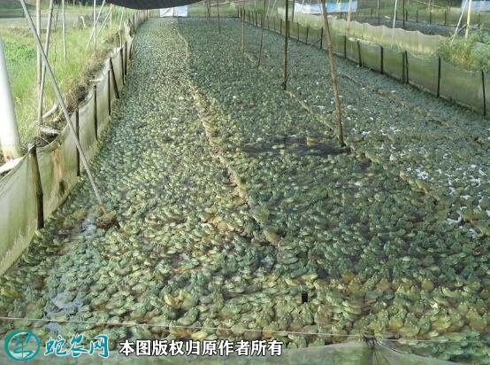 牛蛙养殖场地建设图2
