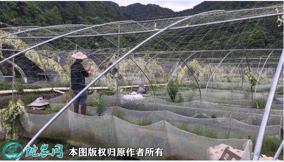 牛蛙养殖场地建设图3