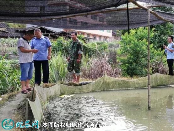 牛蛙养殖场地建设图5