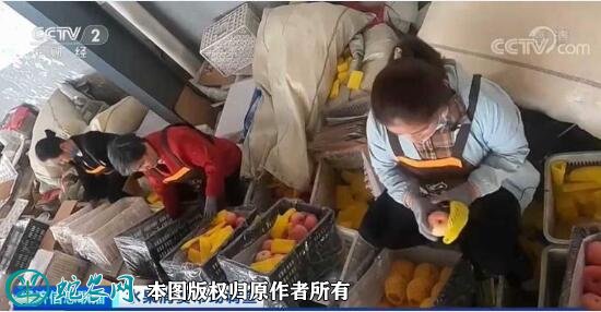 苹果价格大跌滞销！卖1斤亏1元