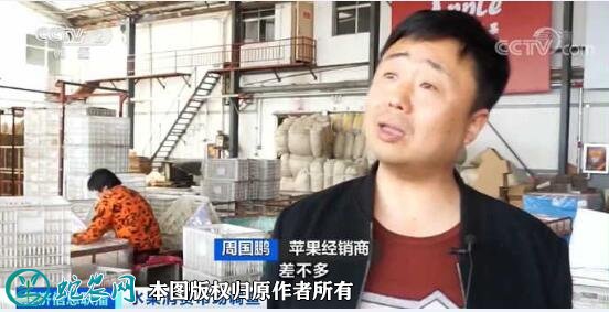苹果价格大跌滞销！卖1斤亏1元