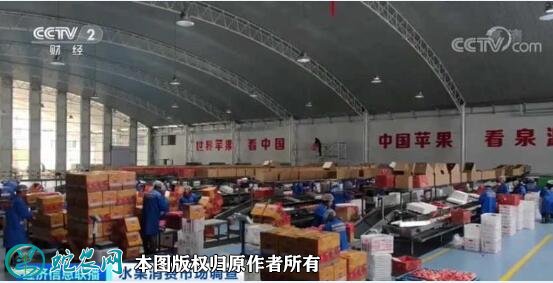 苹果价格大跌滞销！卖1斤亏1元