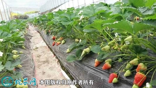草莓塑料大棚促成如何种植1