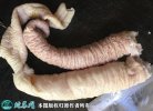 2021年6月13日猪肠头价格行情、...