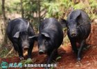 2021年6月13日黑猪肉价格行情、...