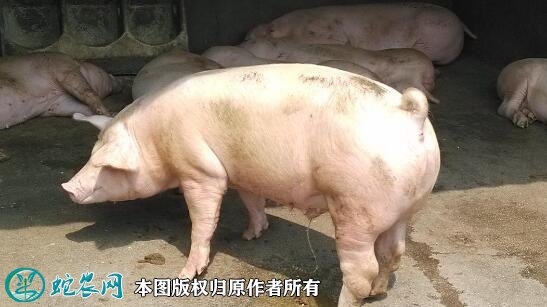 2021年6月14日杂交猪生猪价格行情、今日杂交猪多少钱一斤?