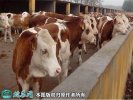 2021年6月14日肉牛价格行情、今...
