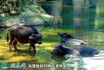 2021年6月14日水牛价格行情、今...