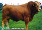 2021年6月14日利木赞牛价格行情...