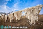 2021年6月17日羊皮价格行情、今...