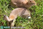 2021年6月18日肉兔价格行情、今...