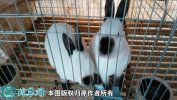 2021年6月18日八点黑兔价格行情...