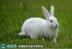 2021年6月18日白兔价格行情、今...
