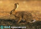 2021年6月18日草兔价格行情、今...