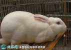 2021年6月18日獭兔价格行情、今...