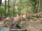 2021年6月18日杂交兔价格行情、...