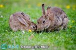 2021年6月18日思麻兔价格行情、...