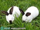 2021年6月18日肉兔种兔价格行情...