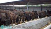 2021年6月18日育肥驴价格行情、...