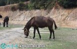 2021年6月18日骡子价格行情、今...
