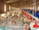 2021年6月19日肉鸡价格行情、今...