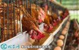2021年6月19日淘汰鸡价格行情、...