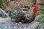 2021年6月19日芦花鸡价格行情、...