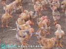 2021年6月19日童鸡价格行情、今...