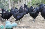 2021年6月19日绿壳蛋鸡价格行情...