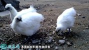 2021年6月19日白羽乌骨鸡价格行...