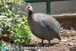 2021年6月19日珍珠鸡价格行情、...