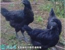 2021年6月19日五黑鸡价格行情、...