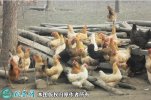 2021年6月19日江汉鸡价格行情、...