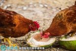 2021年6月19日文昌鸡价格行情、...