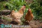 2021年6月19日胡须鸡价格行情、...