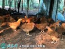 2021年6月19日灵山鸡价格行情、...